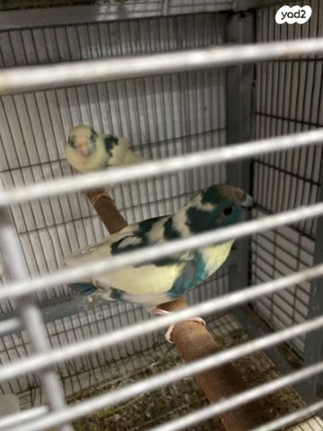 תוכי קאקריקים