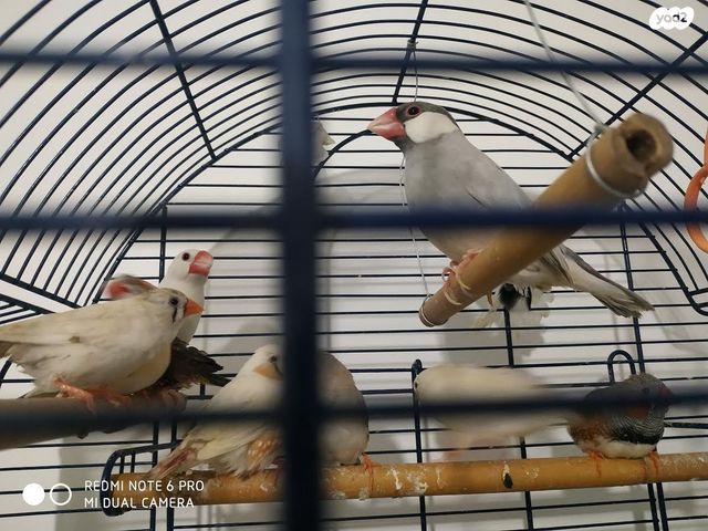 תוכי פרקיטים אוסטרלים