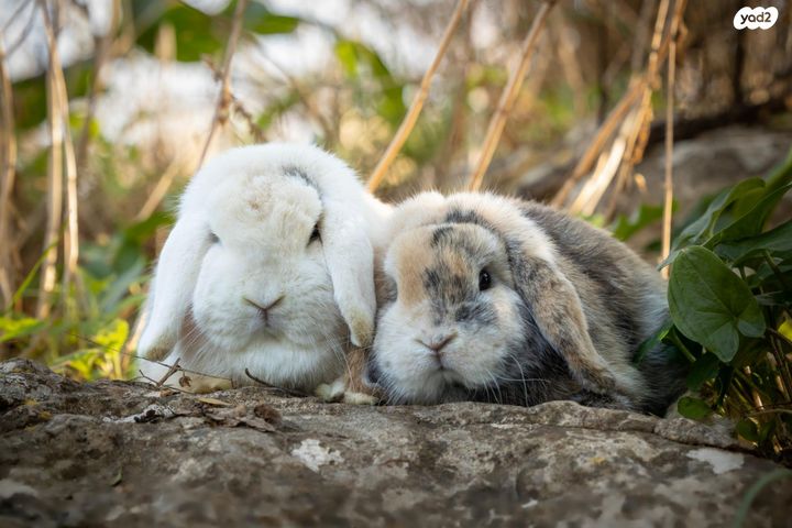 מכרסם ארנב שמוט אוזניים