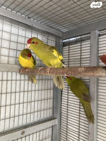 תוכי קאקריקים