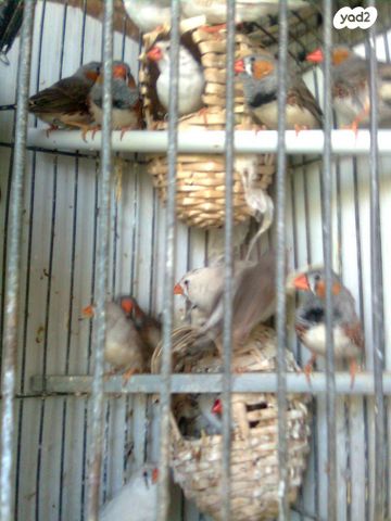 תוכי פרקיטים אוסטרלים