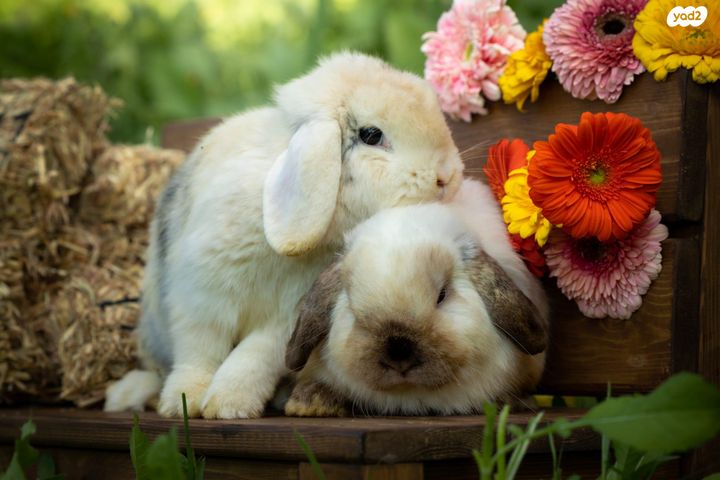 מכרסם ארנב שמוט אוזניים