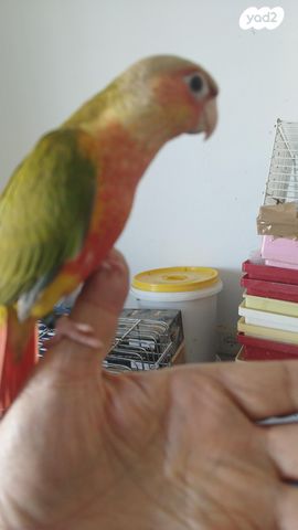 תוכי פרקיטים אוסטרלים