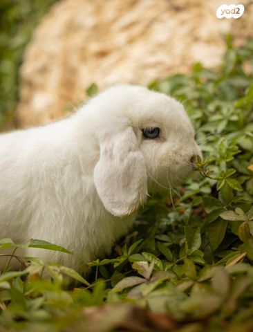 מכרסם ארנב שמוט אוזניים