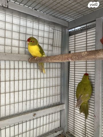 תוכי קאקריקים