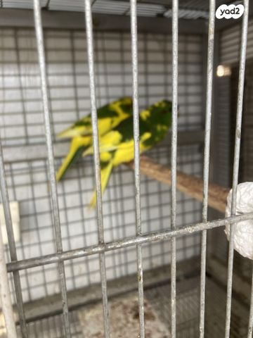 תוכי קאקריקים