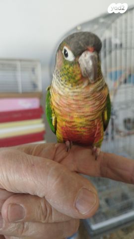 תוכי פרקיטים אוסטרלים