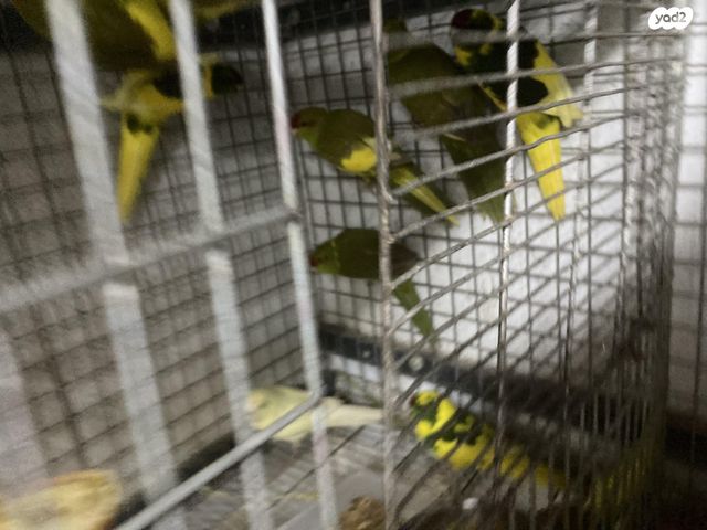 תוכי קאקריקים