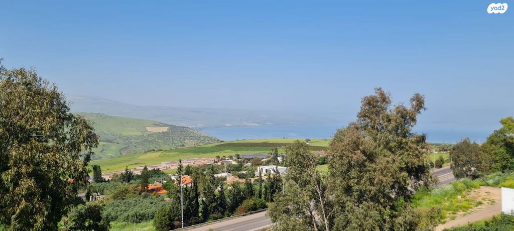 האקליפטוס 