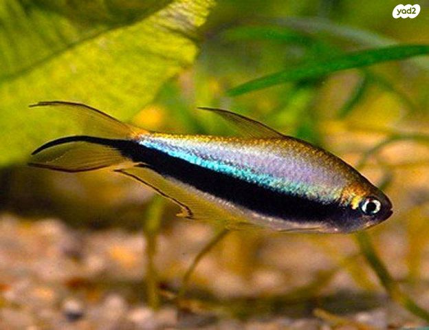 תמונת מודעה - חיות מחמד