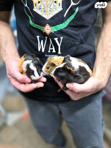 תמונת מודעה - חיות מחמד