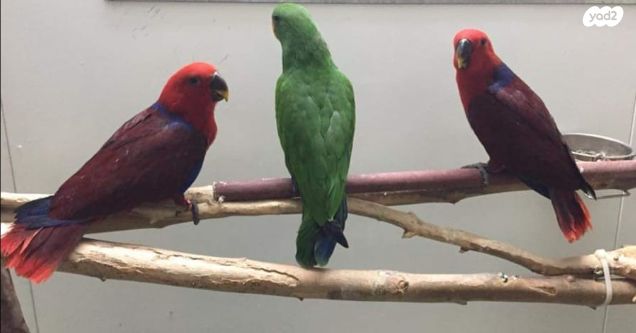 תמונת מודעה - חיות מחמד