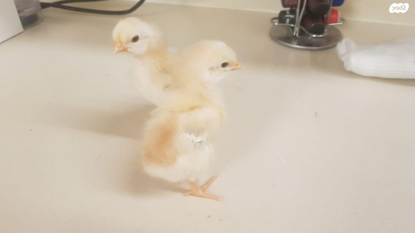 תמונת מודעה - חיות מחמד