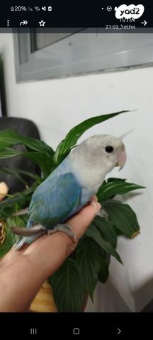 תמונת מודעה - חיות מחמד