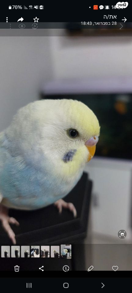 תוכי פרקיטים אוסטרלים