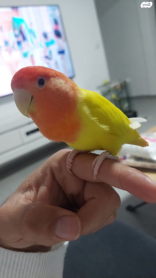 תוכי פרקיטים אוסטרלים