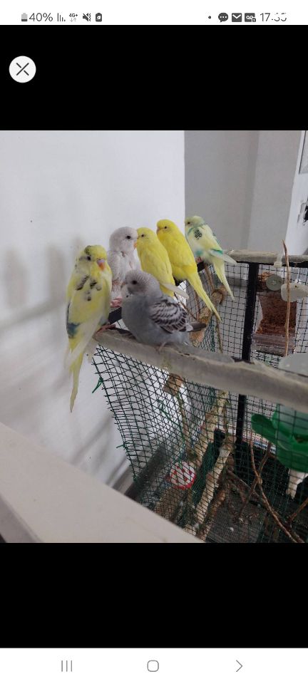 תוכי פרקיטים אוסטרלים