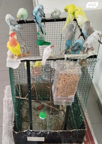 תוכי פרקיטים אוסטרלים