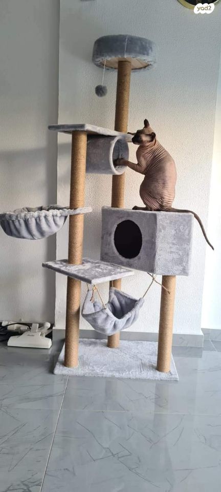 תמונת מודעה - חיות מחמד