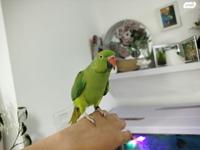 תוכי פרקיטים אוסטרלים