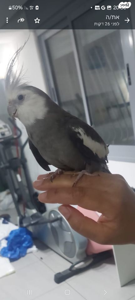 תוכי קוקוטייל