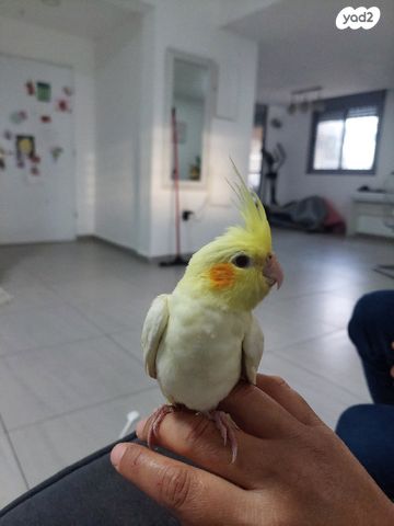 תוכי קוקוטייל