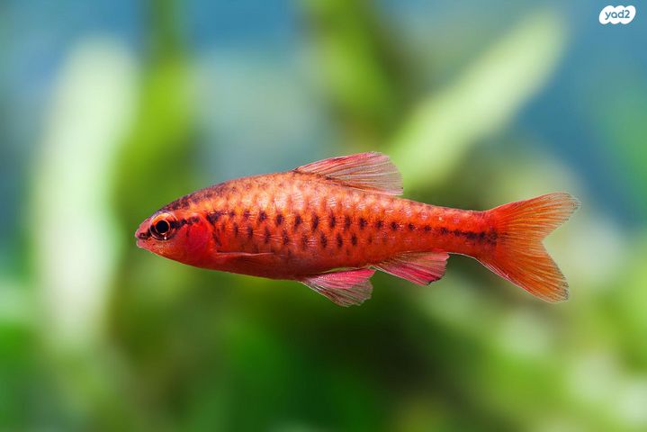 תמונת מודעה - חיות מחמד