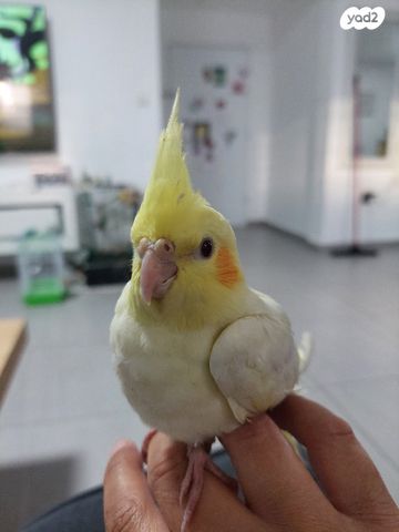 תוכי קוקוטייל