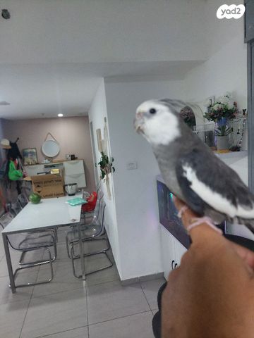 תוכי פרקיטים אוסטרלים