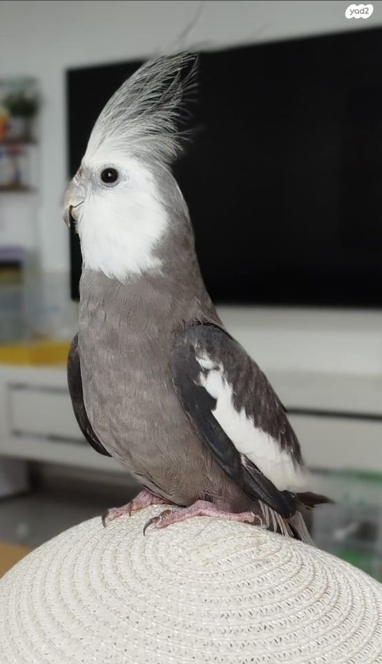 תמונת מודעה - חיות מחמד