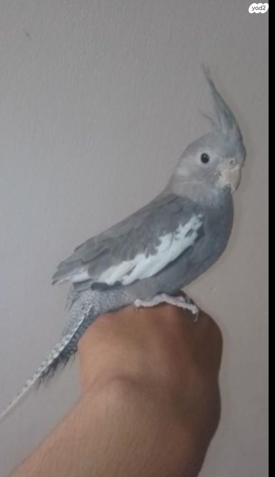 תוכי קוקוטייל