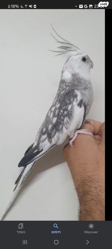 תוכי קוקוטייל