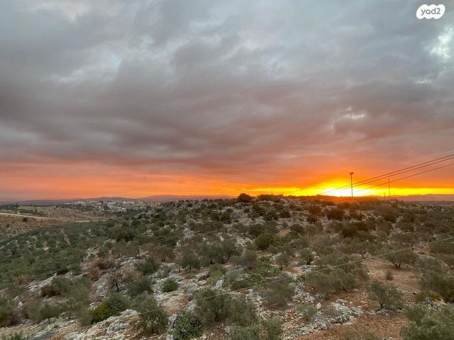 דירה, אלפי מנשה
