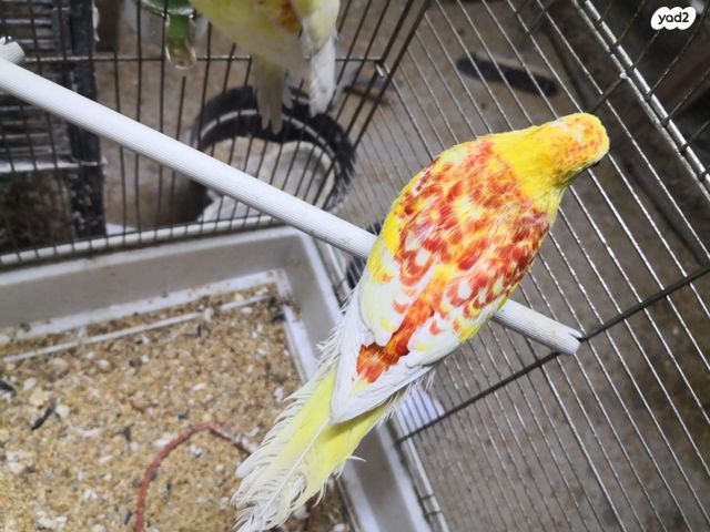 תמונת מודעה - חיות מחמד