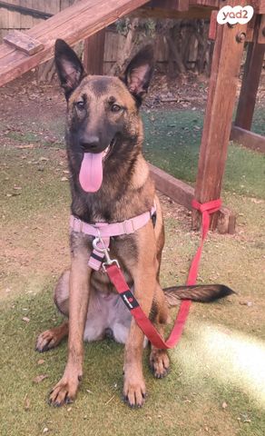 תמונת מודעה - חיות מחמד