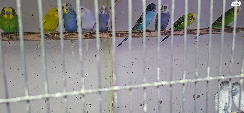 תמונת מודעה - חיות מחמד