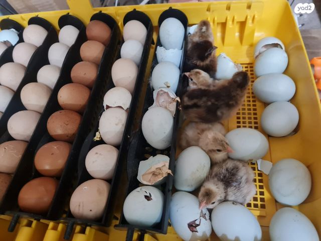 חיית משק פלימות רוק