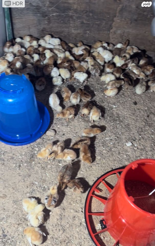 חיית משק פלימות רוק