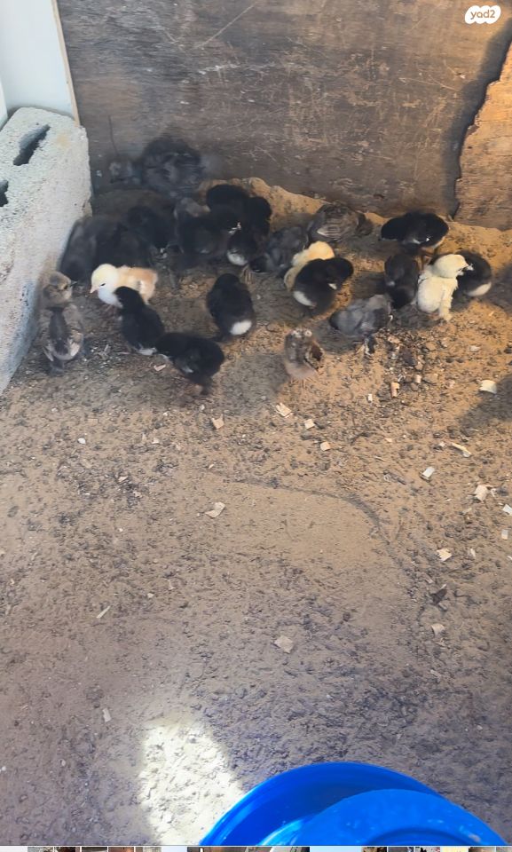 חיית משק פלימות רוק