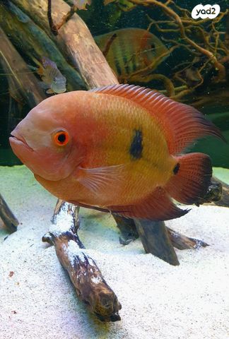 תמונת מודעה - חיות מחמד