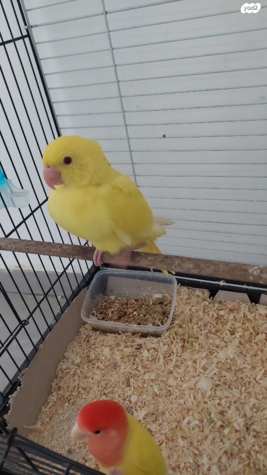 תוכי קוקוטייל