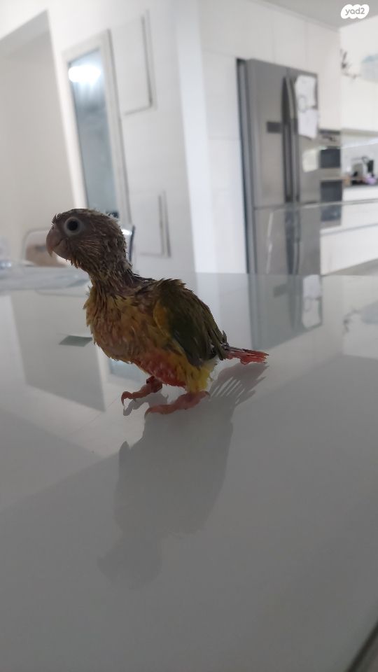 תוכי קוקוטייל