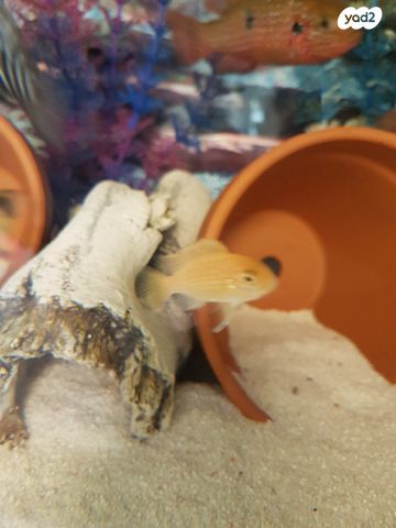 דג ציקלידים