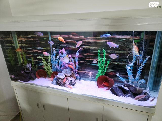 תמונת מודעה - חיות מחמד