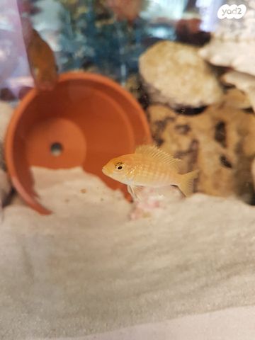 דג ציקלידים