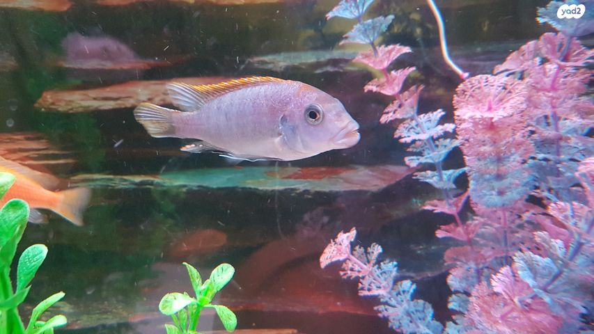 דג ציקלידים