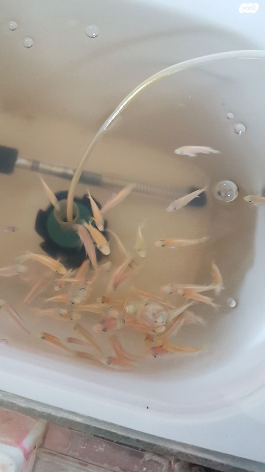 דג ציקלידים