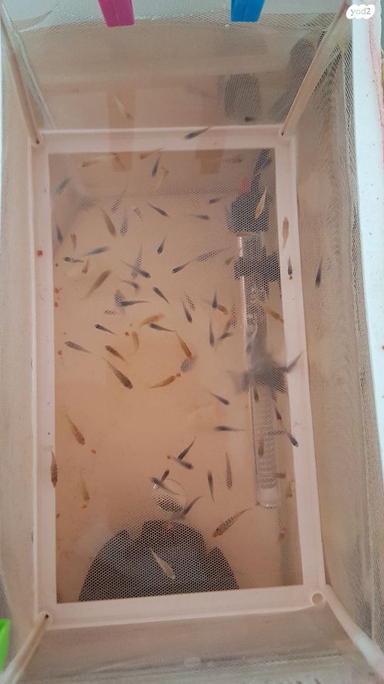 דג ציקלידים