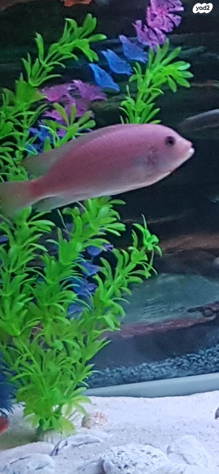 דג ציקלידים