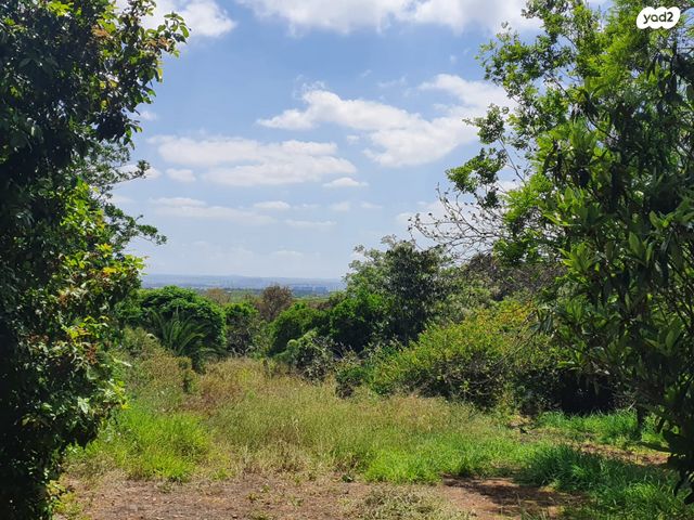 מגרשים, שירת השחרור, גני עם